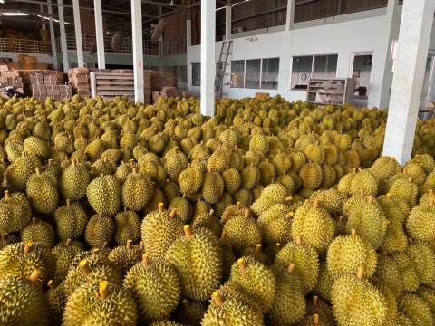 Mít Thái Thiện Tâm