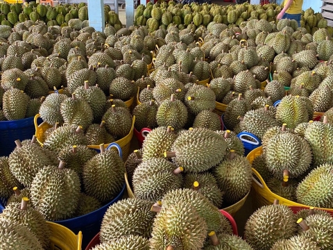 Sầu Riêng Xuất Khẩu Thiện Tâm