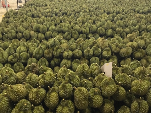 Mít Thái Thiện Tâm
