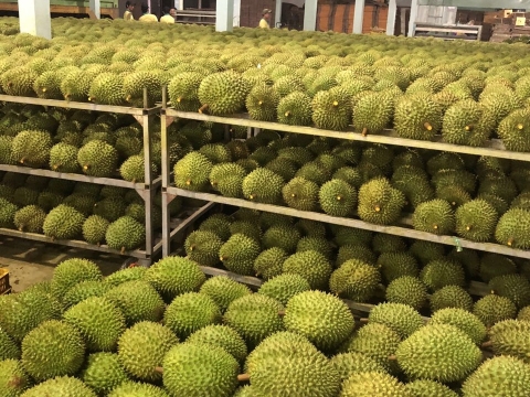 Mít Thái Thiện Tâm
