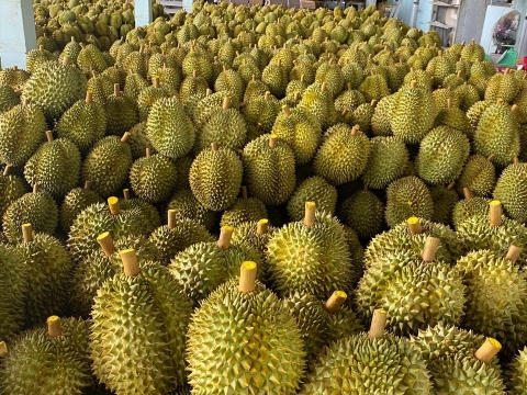 Mít Thái Thiện Tâm