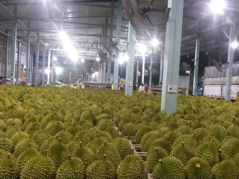 Mít Thái Thiện Tâm