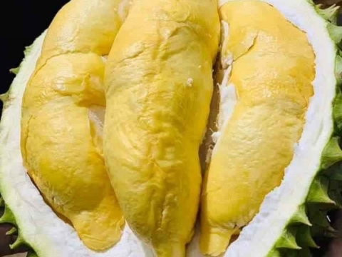 Mít Thái Thiện Tâm 3