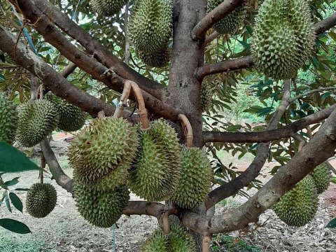 Sầu Riêng Xuất Khẩu Thiện Tâm