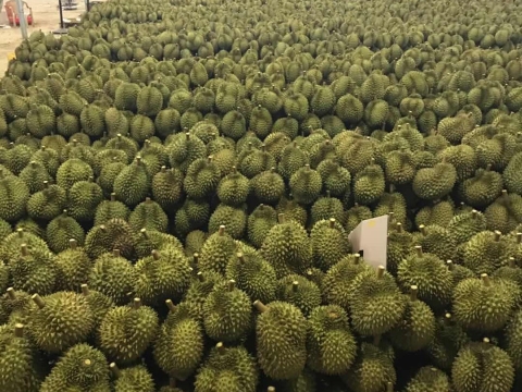 Mít Thái Thiện Tâm