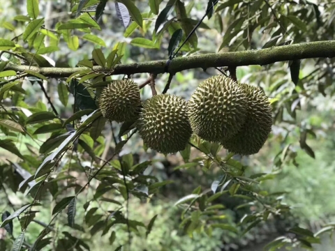Sầu Riêng Xuất Khẩu Thiện Tâm