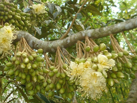 Sầu Riêng Xuất Khẩu Thiện Tâm