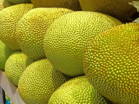 Mít Thái Thiện Tâm 3