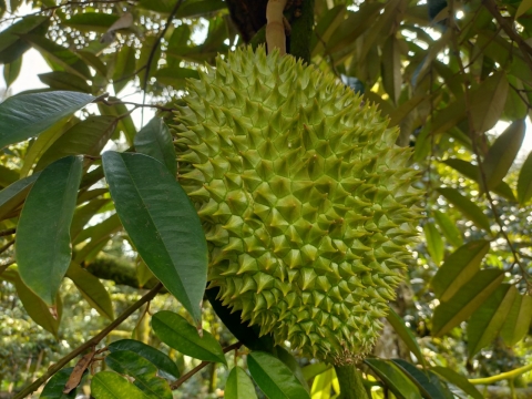 Sầu Riêng Xuất Khẩu Thiện Tâm